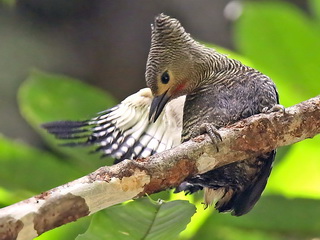 Buff-rumped Woodpecker at Poring