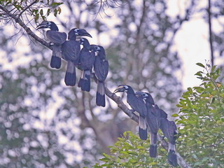 Bushy-crested Hornbill