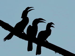 Hornbill silhouette