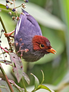 Chestnut-hooded Laughingthrush