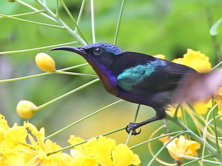 Sunbird at Sepilok Rainforest