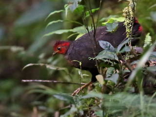 Crimson-headed Partridge at Kinabalu National Park