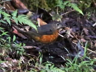 Everett's Thrush on Mt Kinabalu