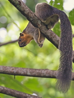 Giant Squirrel at Sepilok