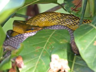 Red-tailed Green Ratsnake