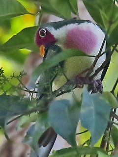 Jambu Fruit Dove, Tawau Hills