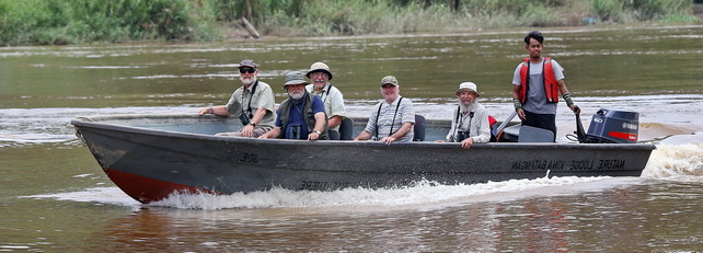 birding on the Kinabatangan river