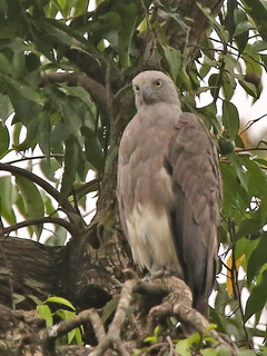 Lesser Fish-Eagle