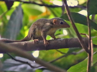 Lesser Treeshrew at Sepilok Rainforest