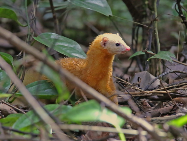 Malayan Weasel at Poring Hot Springs