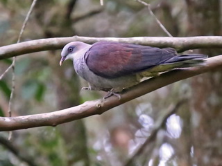 Imperial Pigeon at Kinabalu National Park