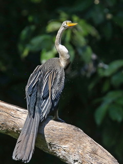 Oriental Darter on the Kinabatangan