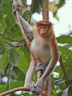 Proboscis Monkey on Borneo