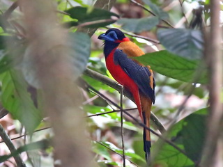 Trogon at Gomantong Caves