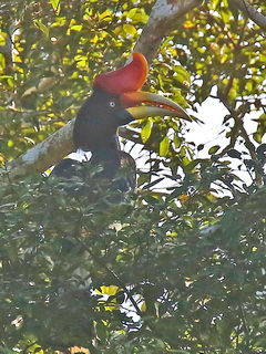 Rhinoceros Hornbill