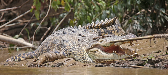 Salt Water Crocodile
