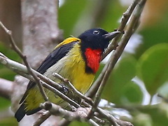 Scarlet-breasted Flowerpecker at Kubah NP