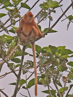 Silvered Langur 'mock colour'