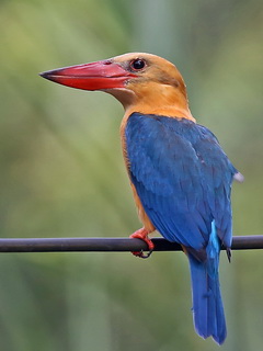 Kingfisher on the Kinabatangan