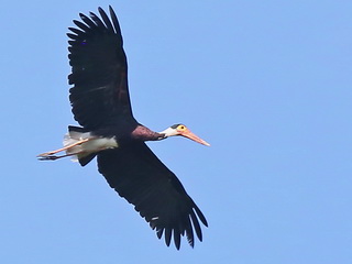 Storm's Stork at Kinabatangan River