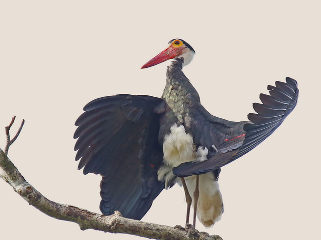 Storm's Stork -Birding in Sabah