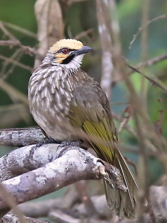 Straw-headed Bulbul at Kinabatangan