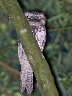 Sunda Frogmouth near Kota
            Kinabalu