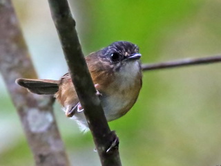 Temminck's Babbler