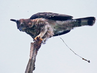 Wallaces' Hawk Eagle