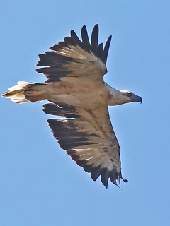 White-bellied Sea-Eagle