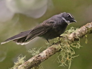 White-throated Fantail