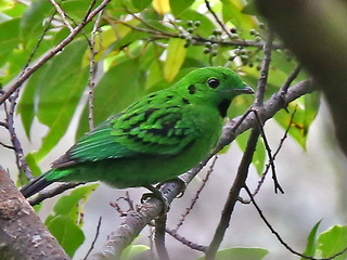 Whitehead's Broadbill