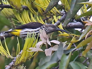 Whitehead's Spiderhunter