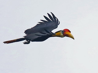 Hornbill at Kinabatangan