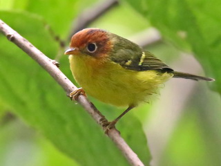 Yellow-breasted Warbler, Kundasang area