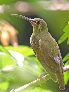 Spiderhunter at Sepilok Forest Reserve