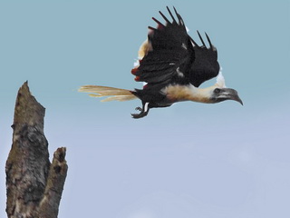 White-crowned Hornbill