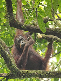 Bornean Orangutan at the Rainforest Lodge