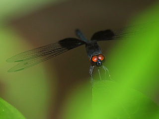 Dragonfly on Borneo