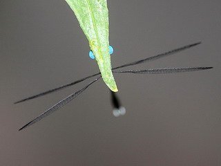 Damselfly in Borneo