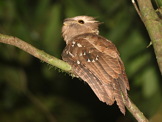 Large Frogmouth