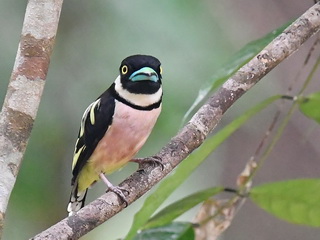 Black-and-yellow Broadbill