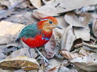 Blue-banded Pitta