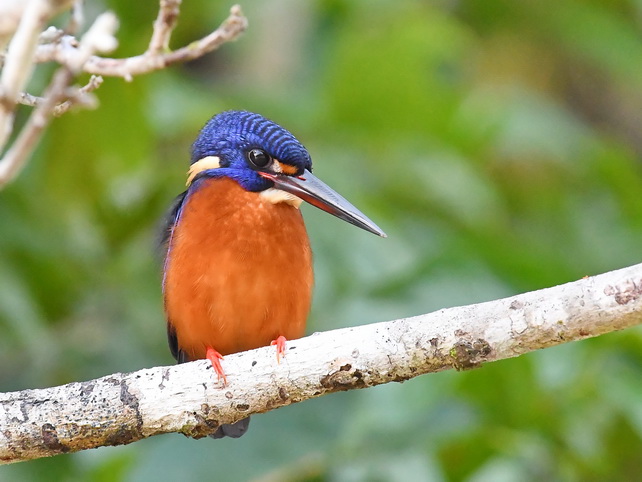 Blue-eared Kingfisher