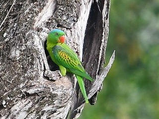 Blue-naped Parrot