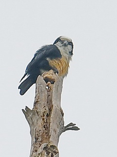 Bornean Falconet