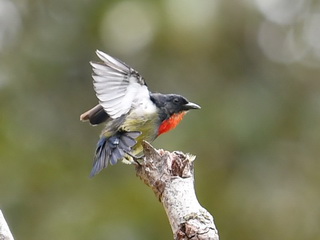 Bornean Flowerpecker
