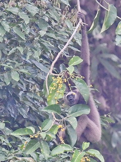 Bornean Gibbon