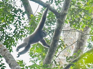 Bornean Gibbon