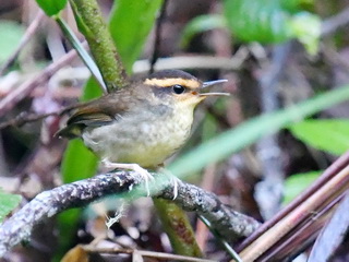 Bornean Stubtail